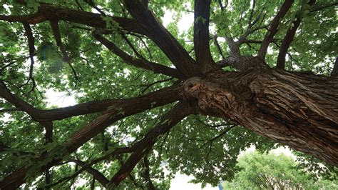 The Survivor Tree – Oklahoma City National Memorial & Museum