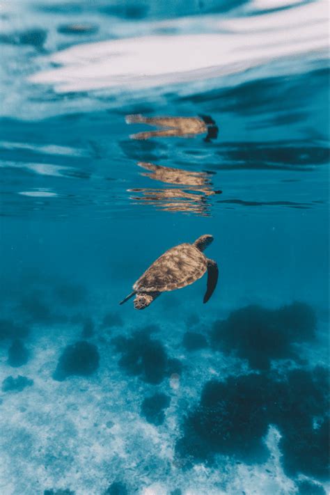 Snorkeling - Amazing Batangas