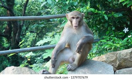 490 Assam Macaque Stock Photos, Images & Photography | Shutterstock