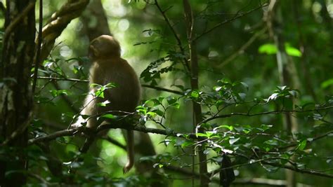 Monkeys Behavior,assam Macaque in the Stock Footage Video (100% Royalty-free) 32543944 ...