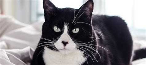 Tuxedo Cats: Facts, Personailty, and Breed Guide