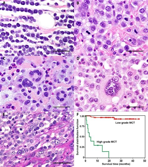 Figure 1 from Canine cutaneous mast cell tumors: A combined clinical and pathologic approach to ...