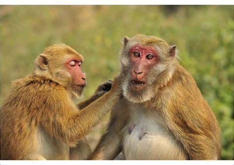 Print of Assam Macaque / Assamese Macaque grooming | Macaque, Primates, Pets