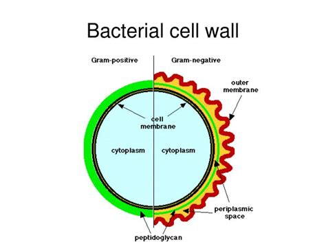 The gallery for --> Bacterial Cell Wall