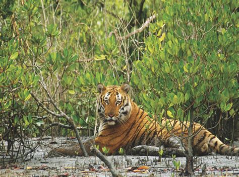 Sunderban National Park & Tiger Reserve India