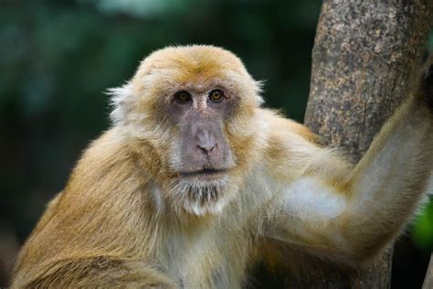 Assam macaque (Macaca assamensis)