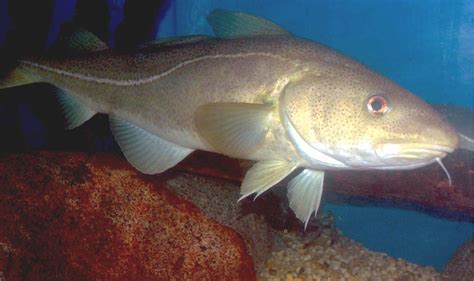 Pacific cod in ocean photo and wallpaper. Cute Pacific cod in ocean pictures