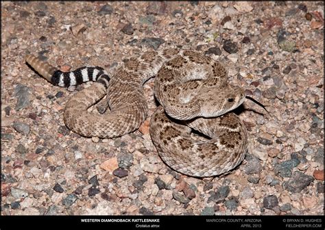 Western Diamondback Rattlesnake | Cave Creek Snakes