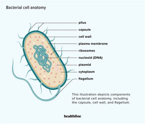 Bacteria Cell Structure