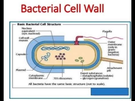 Bacteria Cell Structure