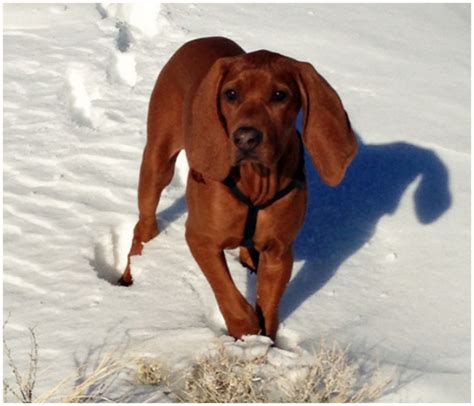 Redbone Coonhound - Puppies, Breeders, Pictures, Facts, Training | Animals Breeds