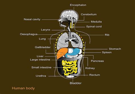 Human Body Organs Male Back View Human Anatomy Diagram Organs Back