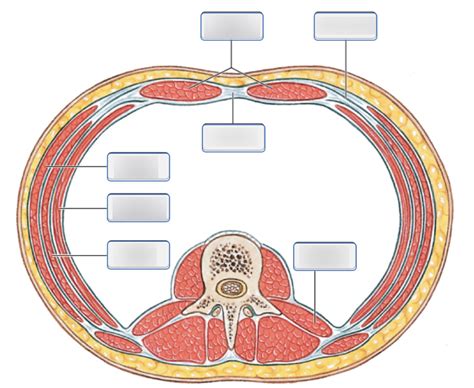 Oblique And Rectus Muscles Of The Abdominal Wall Transverse Section