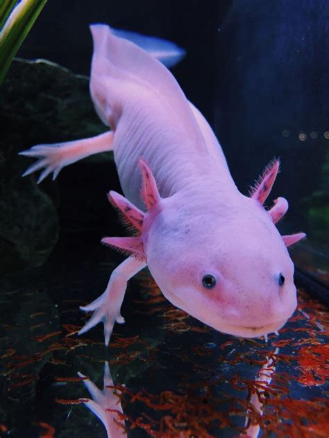 Axolotl Wallpapers Wallpaper Cave