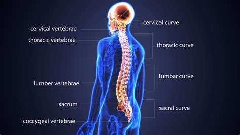 Lower Back Muscle Anatomy And Low Back Pain