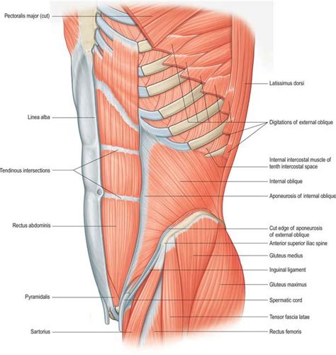 Anterior Abdominal Wall Basicmedical Key