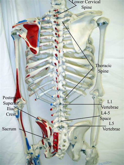 Uc San Diegos Practical Guide To Clinical Medicine