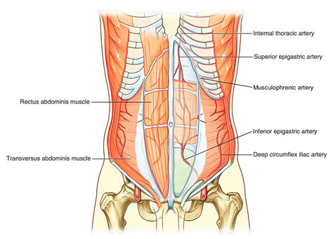 Easy Notes On Abdominal WallLearn In Just 3 Minutes Earth S Lab