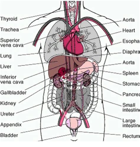 Human Organs Diagram From Back