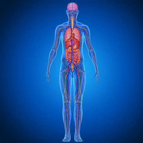 Human Internal Organ Pictures Images And Stock Photos Istock