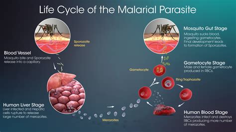 Life Cycle Of Malarial Parasite Diagram