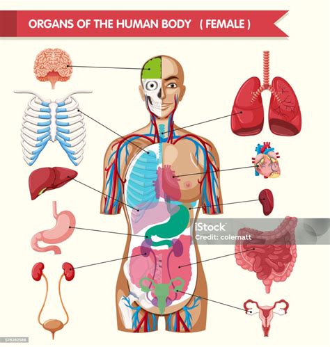 Organs Of The Human Body Diagram Stock Illustration Download Image