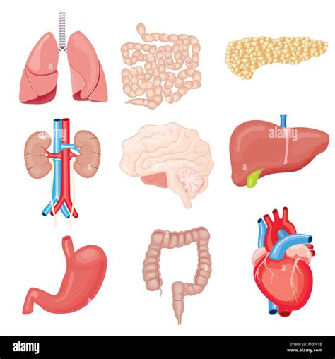 Human Internal Organs Hi Res Stock Photography And Images Alamy