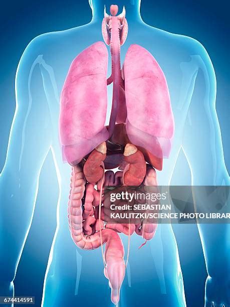 Human Organs Back View Photos And Premium High Res Pictures Getty Images