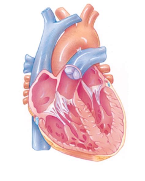 Heart Structure Diagram Quizlet