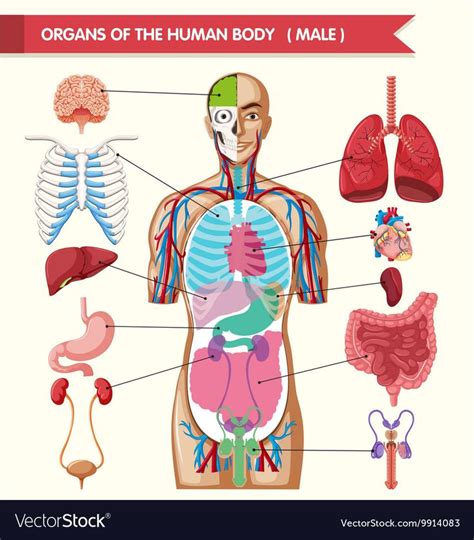 Human Organs Diagram From Back