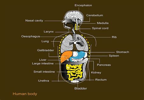 Image Showing Internal Organs In The Back Surface Anatomy Wikipedia