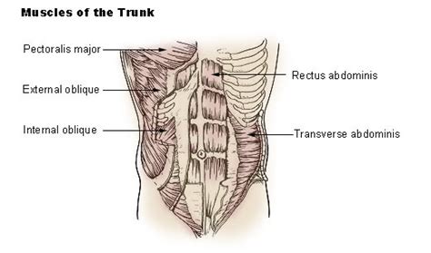 Transverse Abdominal Muscle Wikipedia