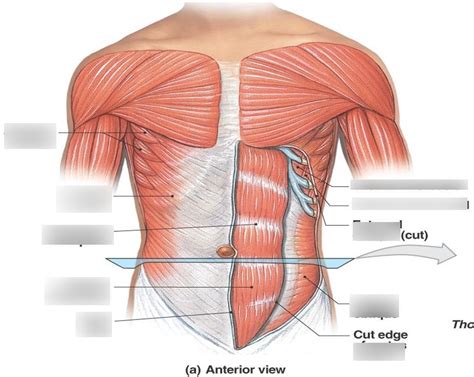 Anterior Oblique And Rectus Muscles Ch 10 Diagram Quizlet