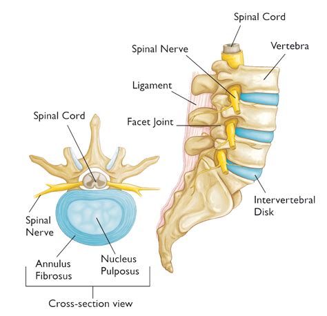 How To Tell If You Have A Herniated Disk Orthopedic And Sports Medicine