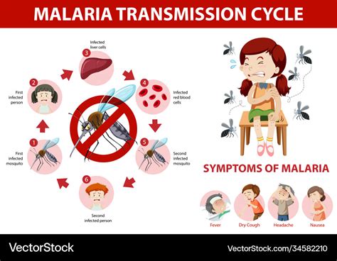 Malaria Transmission Cycle And Symptom Royalty Free Vector