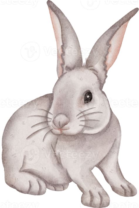 Watercolor Rabbit Clip Art 16534677 Png