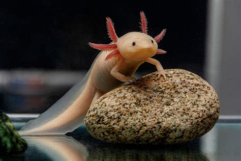 Axolotl Desktop Wallpaper Enwallpaper