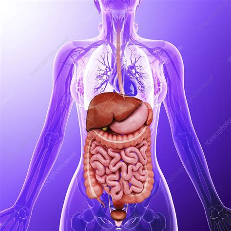 Human Internal Organs Artwork Stock Image F0087734 Science