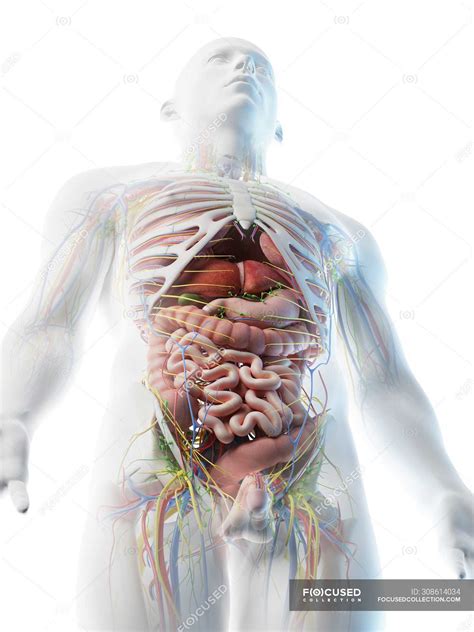 Male Internal Organs Of The Human Body Anatomical Chart Human Body