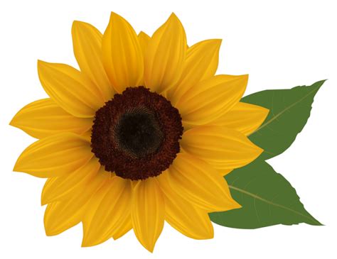 Aesthetic Sunflower Png Isolated Transparent