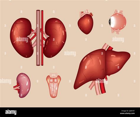 Set Of Human Internal Organs Stock Vector Image And Art Alamy