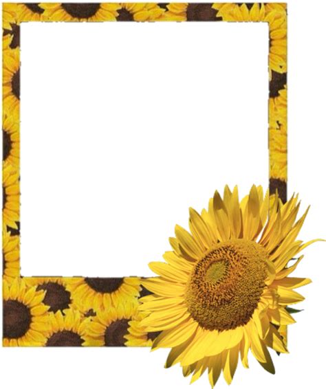 Aesthetic Sunflower Transparent Png Wallpaper New Update