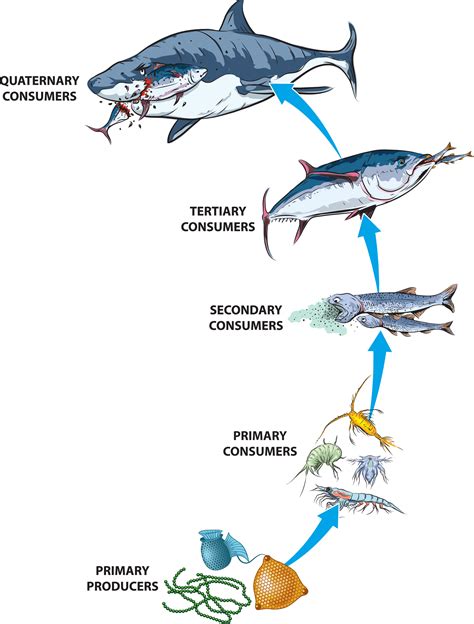 Food Chain In The Ocean Example