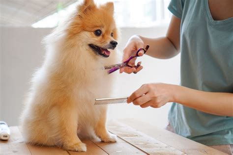 The Importance Of Pet Grooming Pet Health Pet Groomers