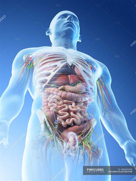 Male Body Organ Diagram