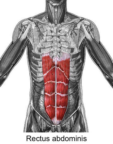 Diagram Of Rectus Abdominis