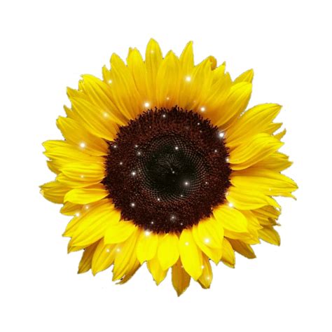 Yellow Aesthetic Sunflowers Wallpapers Top Free Yellow Aesthetic