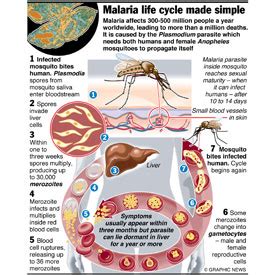 SCIENCE Life Cycle Of Malaria Parasite Infographic