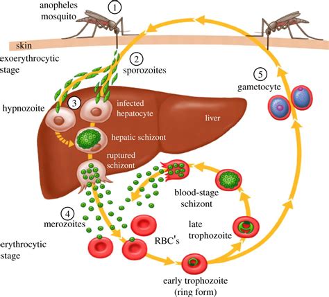 Life Cycle Of Malaria Parasite Ppt