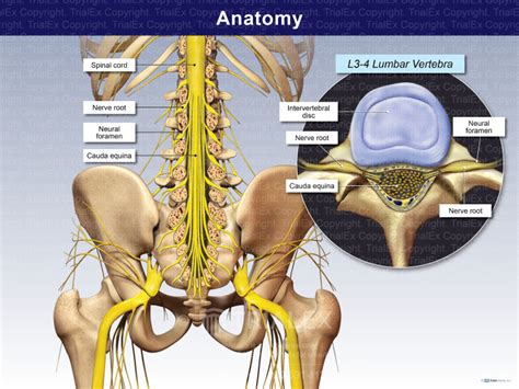 Lumbar Spine Anatomy Trialexhibits Inc